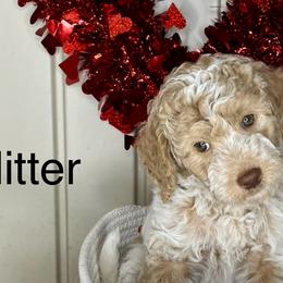 Girl 4 - Parti Goldendoodle puppy in Newark, Ohio from Valleydayle Doodles and Wheatens