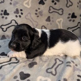 Eclair the Non-pointed Black Piebald Girl - Piebald female Dachshund puppy in Pelion, South Carolina from Doitsujin Dachshunds