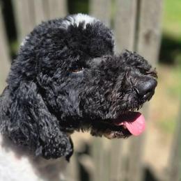 Henri - Goldendoodle
