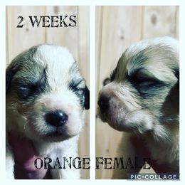 Girl 2 - Great Pyrenees puppy in Gibsonia, Pennsylvania from Little Deer Creek Farm AKC Great Pyrenees