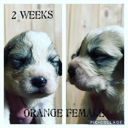 Girl 2 - Great Pyrenees puppy in Gibsonia, Pennsylvania from Little Deer Creek Farm AKC Great Pyrenees