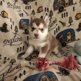 AKC River - Red and white female Siberian Husky puppy in Cedarville, Ohio from Evereve Kennels
