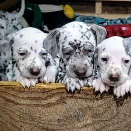 Dalmatian Puppies from RMS Dalmatians