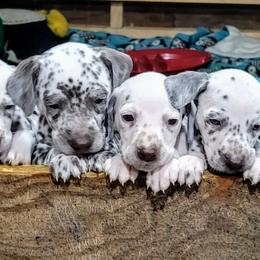Dalmatian Puppies from RMS Dalmatians