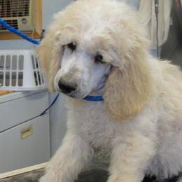 Poodle Puppies from Kokopelli Standard Poodles
