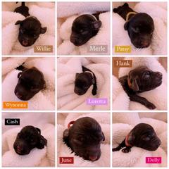 Boykin Spaniel Puppies from Drakes Creek Boykins LLC