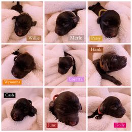 Boykin Spaniel Puppies from Drakes Creek Boykins LLC