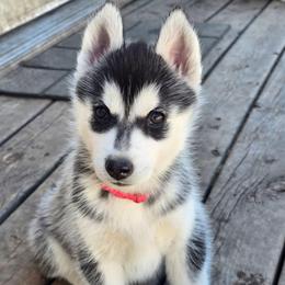 Mew - Black and white female Siberian Husky puppy in Le Sueur, Minnesota from Tevana Siberians LLC