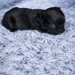Onyx - Black male French Bulldog puppy in Maplewood, New Jersey from Poos&Bulls Keepsake