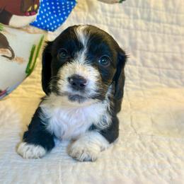 Wolfie - Black male Dachshund puppy in Hensley, Arkansas from The Dachshund Barn