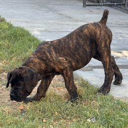 Bella-Brindle Girl - Chestnut brindle female Cane Corso puppy in Compton, California from Urban League Cane Corso