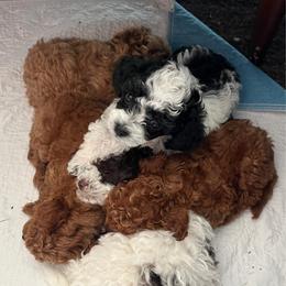 Dexter - Parti male Poodle puppy in Sharon, Connecticut from LittleBear Poodles