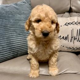 Journey - Cream female Goldendoodle puppy in Lake City, Florida from Dream Hollow Farm