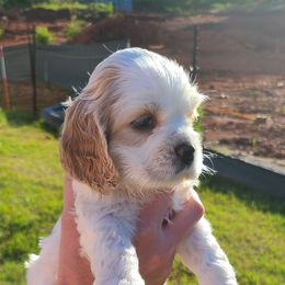 Cocker Spaniel All Grown Up from Van gass Puppies
