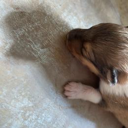 Sable male - Sable male Collie puppy in Abilene, Texas from Regal Lassie's