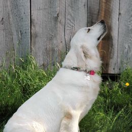 Meadow - Golden Retriever