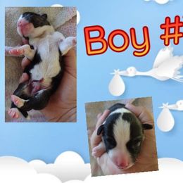 Pembroke Welsh Corgi Puppies from Country Rain Corgis