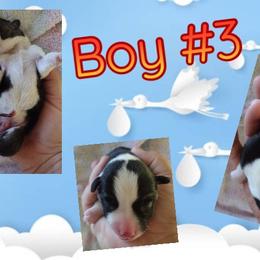 Pembroke Welsh Corgi Puppies from Country Rain Corgis