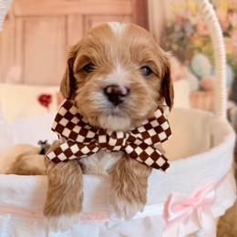 Toffee - Chocolate male Cavapoo puppy in Dickerson, Maryland from Pawsome Aussie Doodles and Oodles