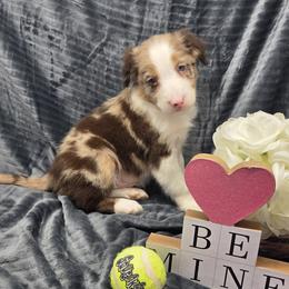 Buster - Red merle male Border Collie puppy in Gary, Indiana from Lake Ridge Border Collies
