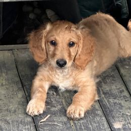 Goldendoodle Puppies from KSchott Kennels