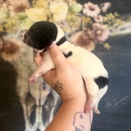 Mickey - Black male Chinese Shar-Pei puppy in Lehigh Acres, Florida from Florida Wrinkles