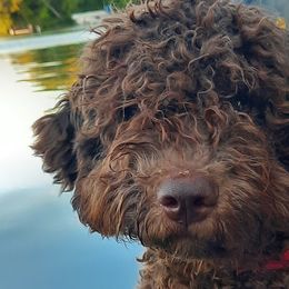 Lagotti Romagnoli from Lagotto Illinois
