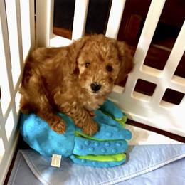 Poodle Puppies from Wanda Burton
