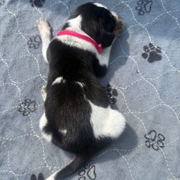 Cora - Blue ticked and tan female Bluetick Coonhound puppy in Mount Pleasant, Texas from Harmons Hounds