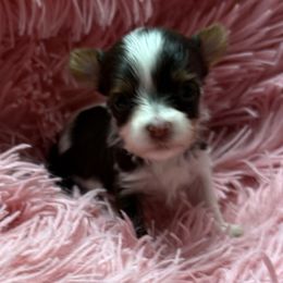 Gothel AKC - Chocolate, tan and white female Yorkshire Terrier puppy in Labelle, Florida from Chocolate and Parti Yorkies in Florida