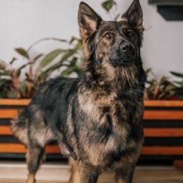 Bagheera - German Shepherd