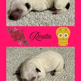 Rosita - Red mottled female Australian Cattle Dog puppy in Seneca, Missouri from MO Morningstar Heelers