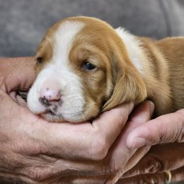 Female 1 - Red and white female Basset Hound puppy in Trade, Tennessee from TN Miniature Dachshunds & Basset Hounds