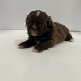 Shih Tzu Puppies from Moore Shih Tzus