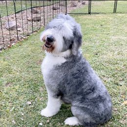 Sophia - Sheepadoodle