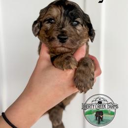 Mr.Darcy - Merle male Goldendoodle puppy in Ocoee, Tennessee from Liberty Creek Farms