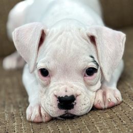 Kate - White female Boxer puppy in Brock, Texas from Tommaso AKC Boxers