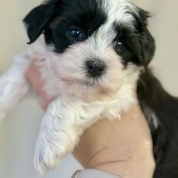 Autumn (Red collar) - Red sable female Havanese puppy in Silverton, Oregon from PNW Havanese