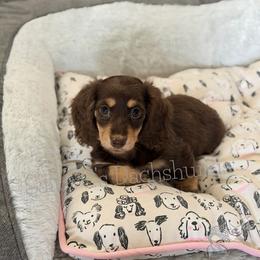Lilly -pink collar- - Chocolate and cream female Dachshund puppy in Alva, Florida from Salty C's Dachshunds