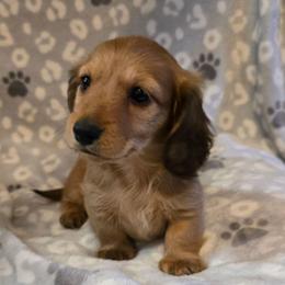 Belle 3,000 - Cream female Dachshund puppy in Tonopah, Arizona from Desert Diamond Dachshunds