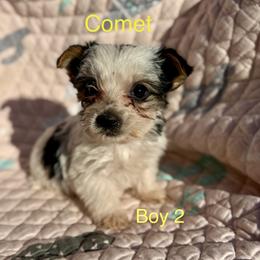 Comet - Parti male Yorkshire Terrier puppy in Elgin, Texas from For The Love of Yorkies Texas