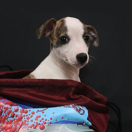 Girl 5 - Whippet puppy in Indianapolis, Indiana from SaeSi Kennels