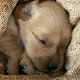 Girl 4 - Golden Golden Retriever puppy in Peekskill, New York from Storm King Golden Retrievers