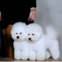 Bichon Frises from Almaza Bichons
