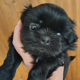 Allison - Allie - Black female Shih Tzu puppy in Palmyra, New York from Karen's Tzus of Palmyra-Macedon