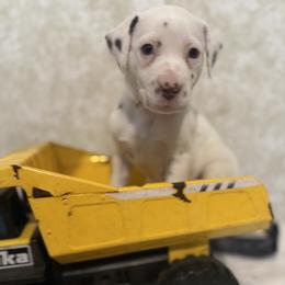 Snow - White and liver brown female Dalmatian puppy in Hastings, Florida from Love My Spotty Dalmatians