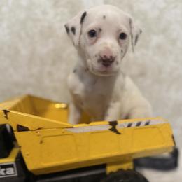 Snow - White and liver brown female Dalmatian puppy in Hastings, Florida from Love My Spotty Dalmatians