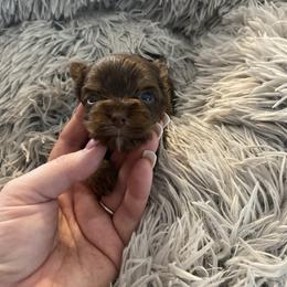 Tiny baby doll face - Chocolate and tan male Yorkshire Terrier puppy in Yukon, Oklahoma from Tiffs Yorkie babies