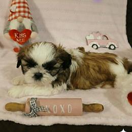 Shih Tzu Puppies from Cindy Hampton