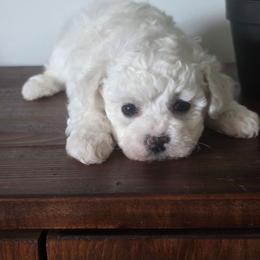 Buddy yellow band - White male Bichon Frise puppy in Henryville, Indiana from Sweetwaterbichonfriseandpoodles.com